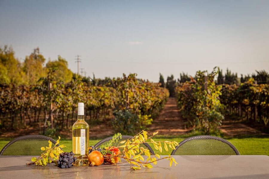 Alghero: Wine and Olive Oil Tasting at a Local Farm - The guided wine lesson: grape to glass to food