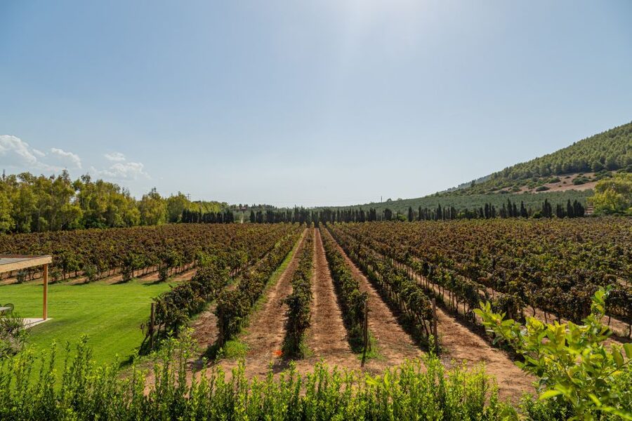 Alghero: Wine and Olive Oil Tasting at a Local Farm - Extra-virgin olive oil at the end: the payoff