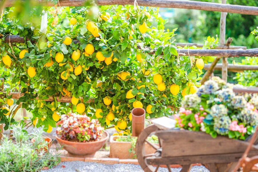 Amalfi: Cooking Class and Farmhouse Visit With Meal - Price and value: is $157.47 per person a good deal?
