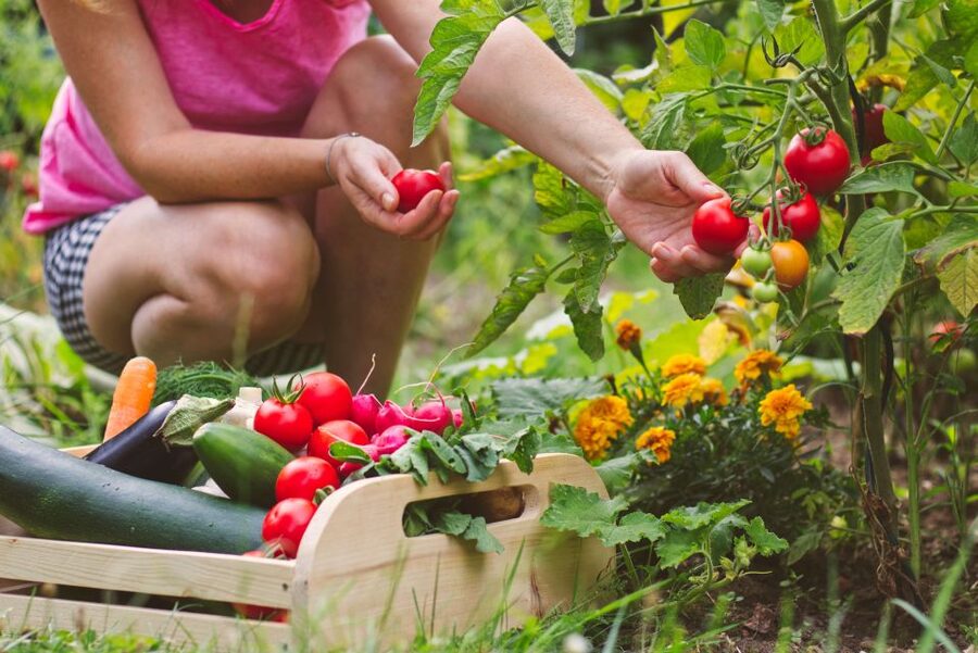 Amalfi: Cooking Class and Farmhouse Visit With Meal - Who should book this Amalfi cooking class, and who should skip it