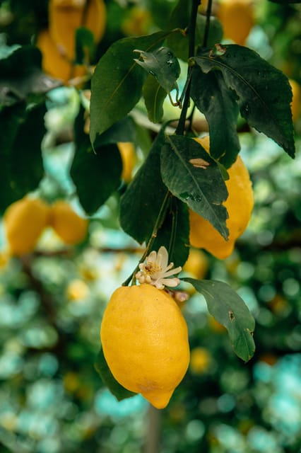 Amalfi: Vertical Lemon Farm Tour, Tastings, and Rural Museum - Via delle Cartiere, Meeting Point, and Getting There Without Stress