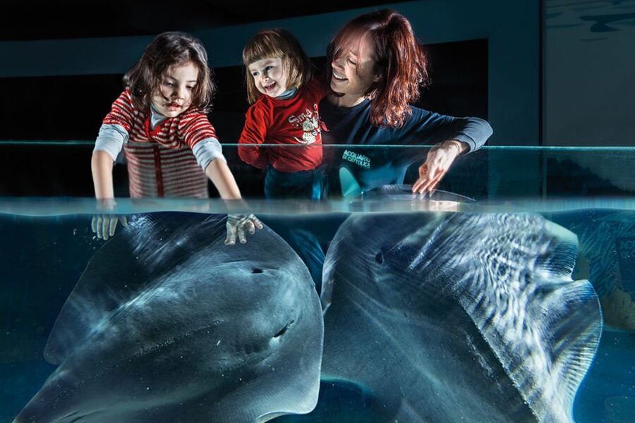 Aquarium of Cattolica Entry Ticket - Feeding sessions that make the day feel real
