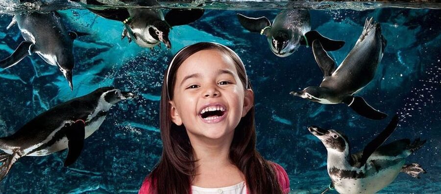 Aquarium of Cattolica Entry Ticket - Price value: what $25 buys you in a full one-day plan