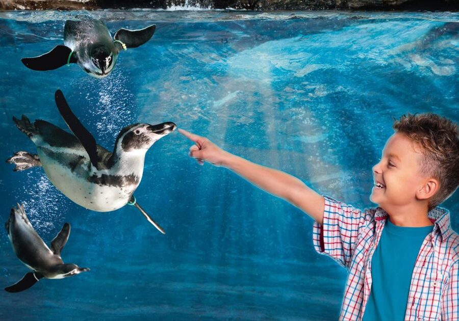 Aquarium of Cattolica Entry Ticket - The Adriatic-sized animal mix: 400 species and 3000 specimens