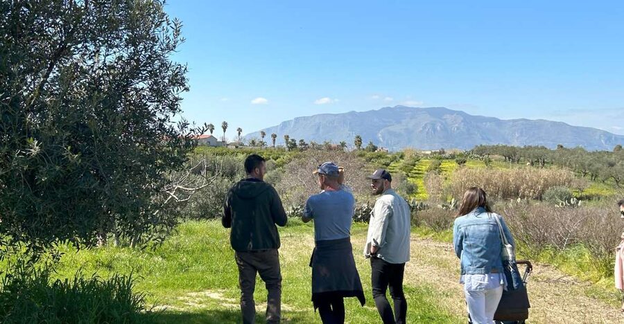 Balestrate: Olive Grove Tour with Wines & Olive Oil Tasting - Key points to know before you go