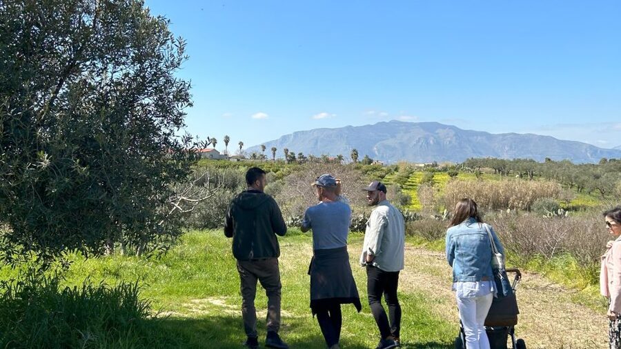 Balestrate: Olive Grove Tour with Wines & Olive Oil Tasting - What makes the Balestrate olive grove tour worth your time