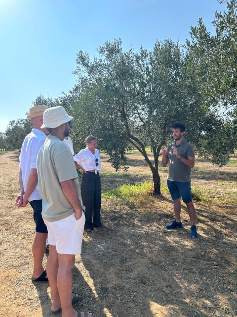 Balestrate: Olive Grove Tour with Wines & Olive Oil Tasting - Value check: what $59 buys you in real terms