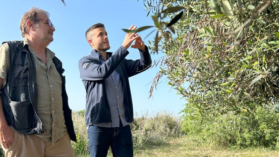 Balestrate: Olive Grove Tour with Wines & Olive Oil Tasting - Meeting point in Partinico, then a quick hop to the groves