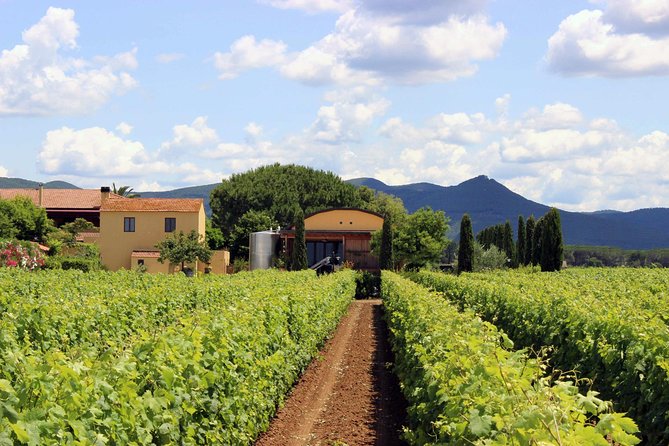 Bolgheri: Classic Wine Tasting with Winery Tour - The 1 hour 15 minute Route: Vineyards, Winery, and 3 Bolgheri Wines