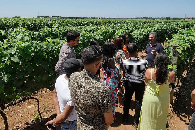 Bolgheri: Classic Wine Tasting with Winery Tour - The Tasting Lineup: Bolgheri Bianco, Rosso, and Superiore