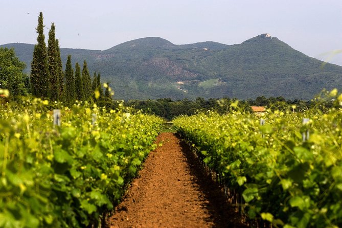 Bolgheri: Classic Wine Tasting with Winery Tour - Terre del Marchesato Vineyard Walk: Seeing the Source