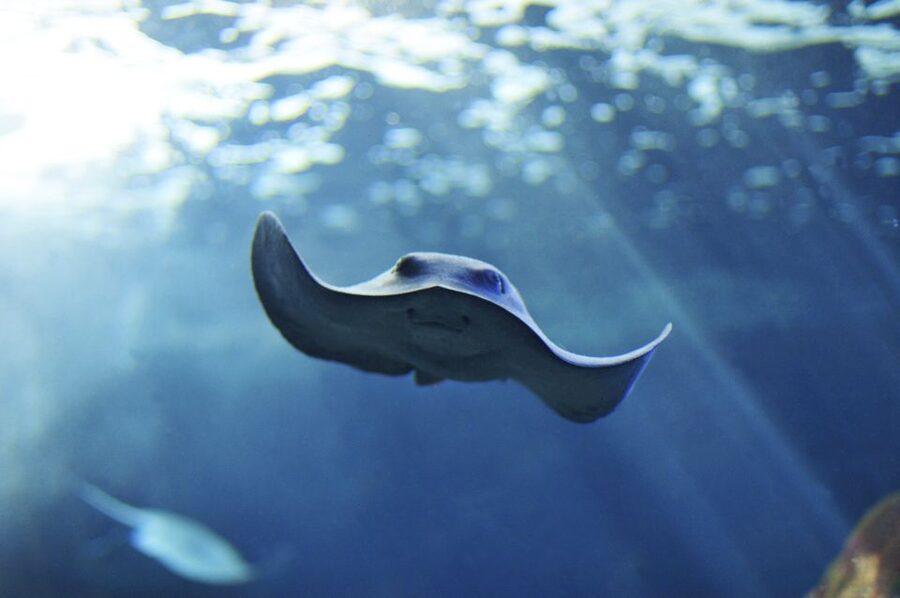 Cala Gonone: Cala Gonone Aquarium Entry Ticket - Aquarium of Cala Gonone, what you’re really paying for