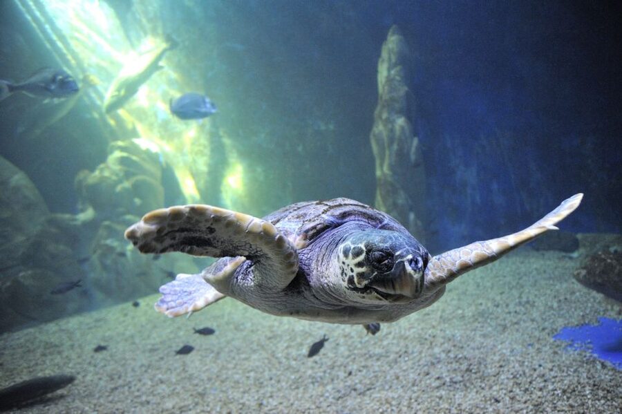 Cala Gonone: Cala Gonone Aquarium Entry Ticket - Where the aquarium sits, and why that view is more useful than you think
