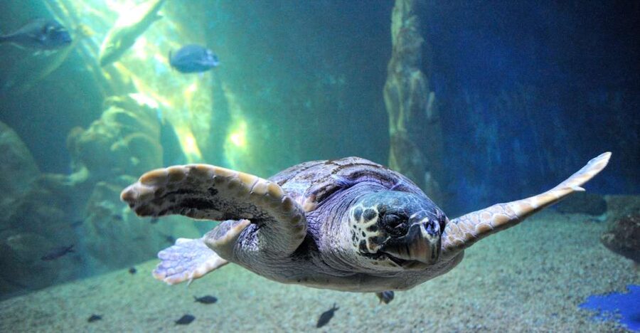 Cala Gonone: Cala Gonone Aquarium Entry Ticket - The self-paced route through 24 exhibition tanks