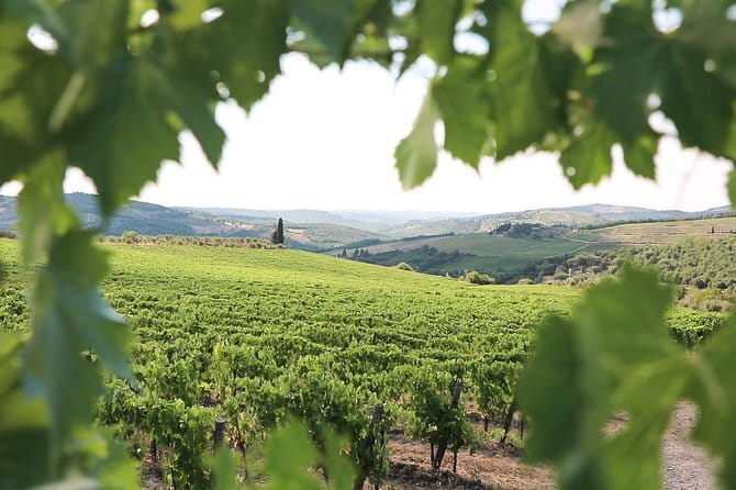 Chianti Wine Tour from Florence - Winery Stop 1: an organic estate, owner-led explanations, and your first tasting