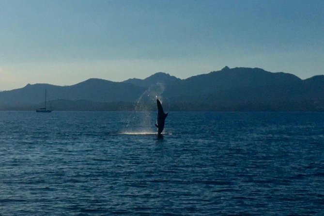 Dolphin Watching Tour - from Golfo Aranci - Dolphin Watching Key Points to Know Before You Go