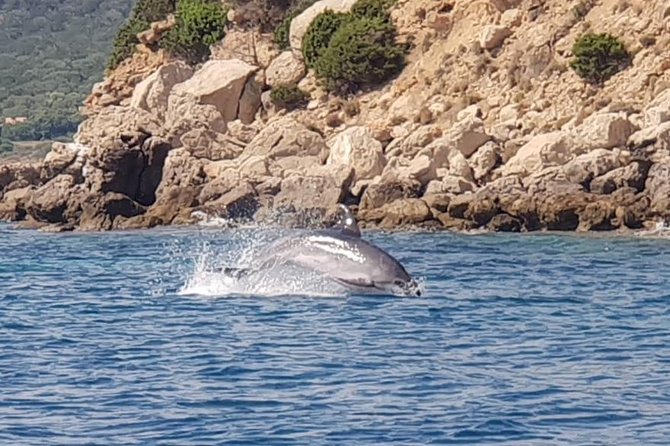 Dolphin Watching Tour - from Golfo Aranci - Why Figarolo near Golfo Aranci Is a Dolphin Magnet