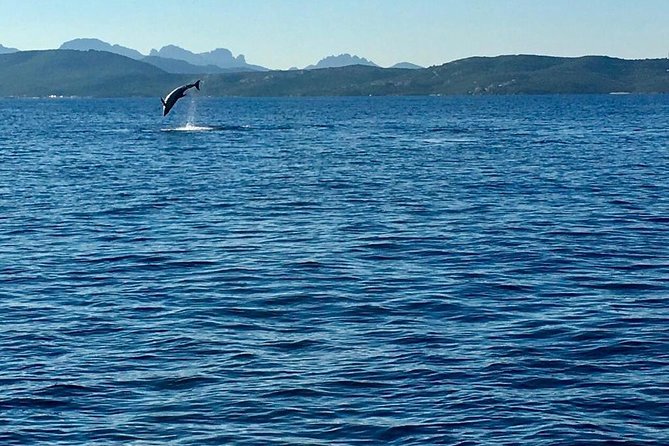 Dolphin Watching Tour - from Golfo Aranci - How the Crew Searches: Capo Figari Stop and Dolphin-Chasing Timing