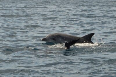 Dolphin Watching Tour – from Golfo Aranci