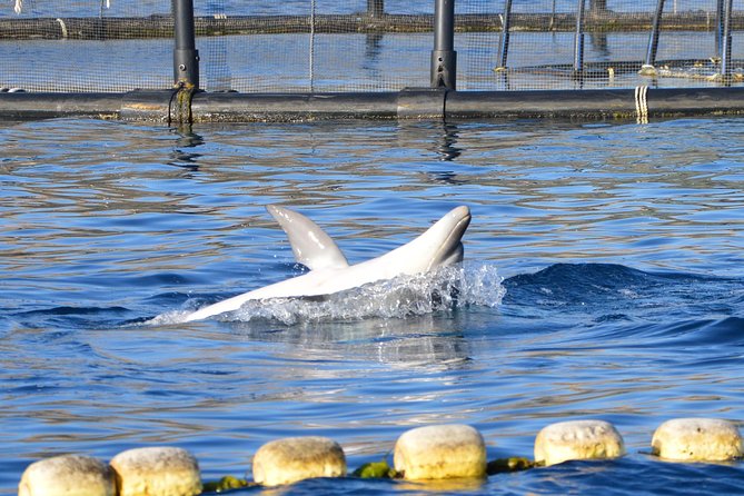 Dolphin Watching Tour - from Golfo Aranci - Guides and Onboard Commentary: What You Learn While You Watch