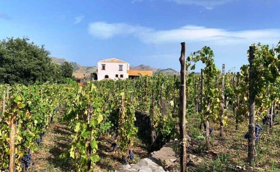 Etna: Wine Tasting and Food Tour - Why Etna wine tastes different, even before you pour your first glass