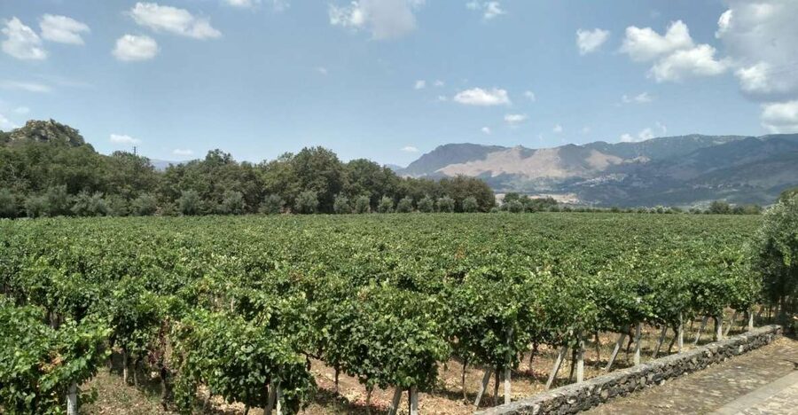 Etna: Wine Tasting and Food Tour - Zafferana Etnea honey and olive oil: the quick stop that actually makes sense