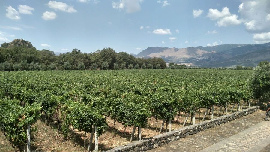 Etna: Wine Tasting and Food Tour - The Catania to Zafferana rhythm: van time plus lava-front views