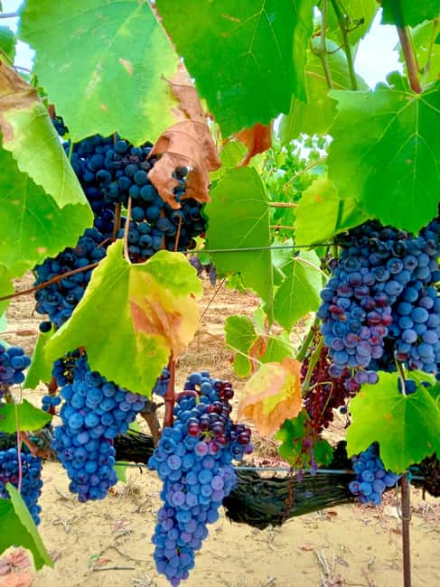 Florence: Countryside Tour with Wine Tasting & Pasta Class - Price and logistics: what you really pay for