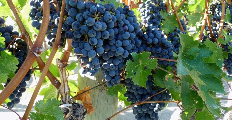 From Catania: Mount Etna Half-Day Tour and Wine Experience - Key Highlights You’ll Actually Care About