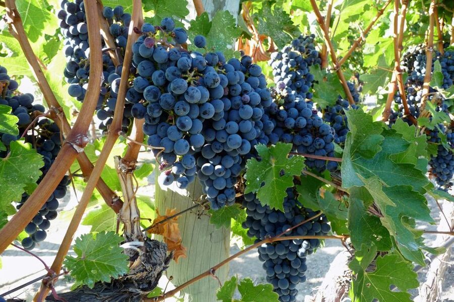 From Catania: Mount Etna Half-Day Tour and Wine Experience - Mount Etna And Wine In One Day: Why This Combo Works