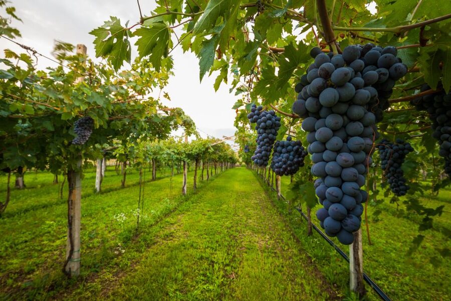 From Florence: Chianti Wine Tour with Tasting - From Florence to Chianti, the Right Kind of Half-Day Escape