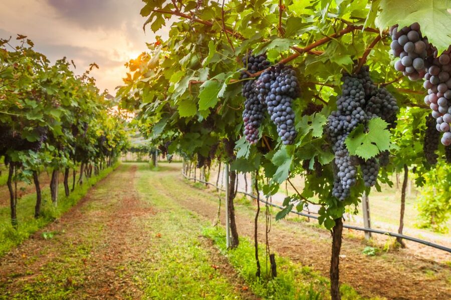 From Florence: Chianti Wine Tour with Tasting - Tuscan Products and Olive Oil: The Pairing That Sneaks Up on You
