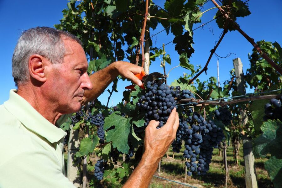 From Florence: Chianti Wine Tour with Tasting - Price and Value: Why $41 Often Feels Fair