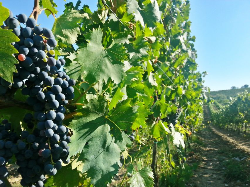 From Florence: Chianti Wine Tour with Tastings - The Chianti Hills Drive, Where You Learn What You Are Seeing