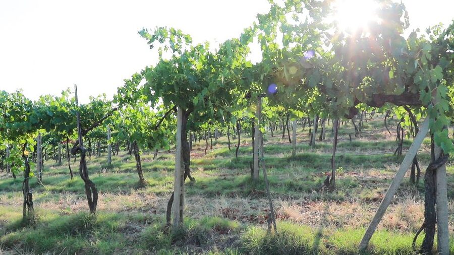From Florence: Chianti Wine Tour with Tastings - Stop 2: A Vineyard Walk, Ancient Cellars, and a Bigger Tasting Moment