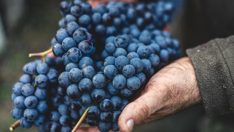 From Florence: Private Chianti Hills Tour with Tasting - Value for money on a private, six-hour Chianti outing