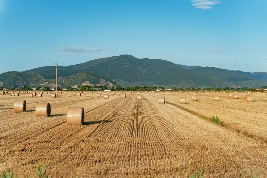 From Florence: Siena, San Gimignano, Pisa & Lunch at Winery - Pace, comfort, and who should book this day trip