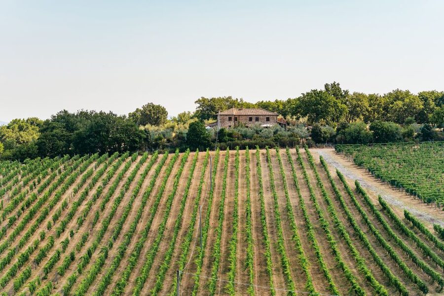 From Florence: Small Group Wine Tasting Tour to Tuscany - Who this tour is best for (and who should skip it)