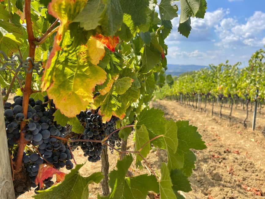 From Florence: Tuscany & San Gimignano Tour with 2 Tastings - Chianti Wine Country: How the day stays relaxed even with a packed plan