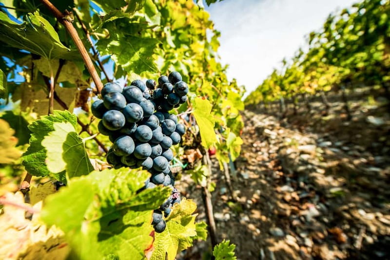 From Florence: Tuscany Wine & Food Tour with Guide - First Winery Stop: Organic Winemaking Basics and a Strong Start