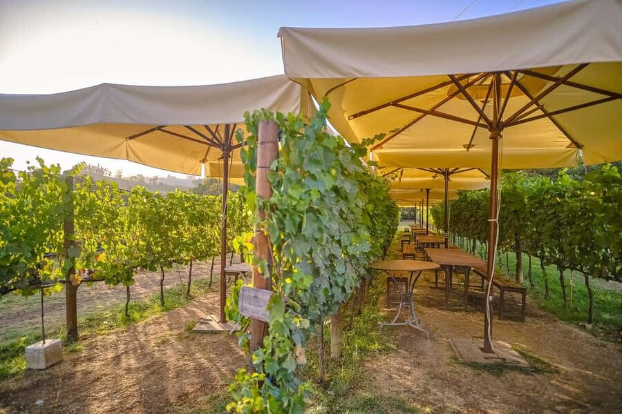 From Florence: Wine Tasting and Dinner in Chianti Vineyards - Key highlights from this Chianti wine and dinner experience