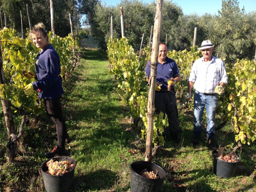 From Rome: Half-Day Frascati Wine Tour with Farmhouse Lunch - Key highlights worth your attention