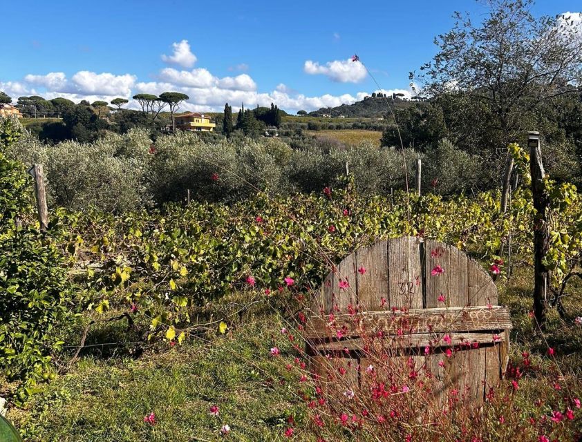 From Rome: Half-Day Frascati Wine Tour with Farmhouse Lunch - Walking Frascati With Your Guide: Cathedrals, Old Streets, and Fast Tastings