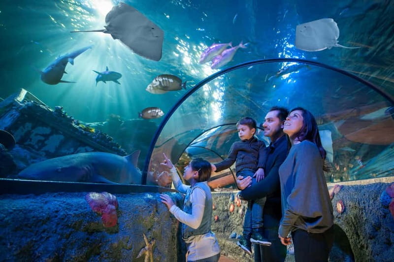 Gardaland SEA LIFE Aquarium: Open Date Entry Ticket - Underwater Tunnel Magic: Why This Aquarium Wins So Fast