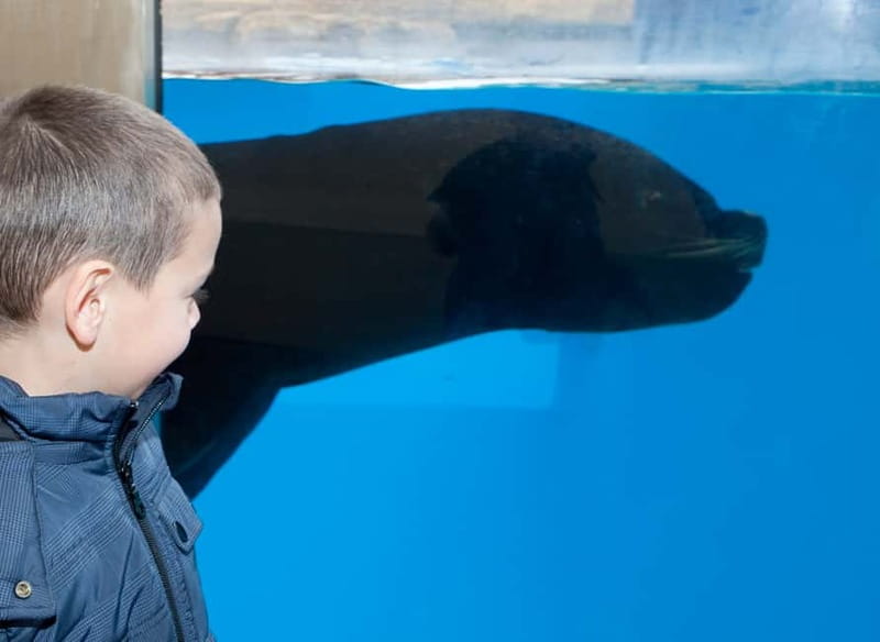 Gardaland SEA LIFE Aquarium: Open Date Entry Ticket - Oceanic Tank: Sharks, Rays, and the Napoleon Fish Moment