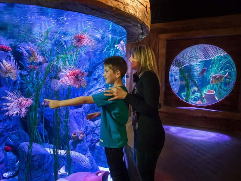 Gardaland SEA LIFE Aquarium: Open Date Entry Ticket - Sea Lions and the Show: How to Time Your Visit