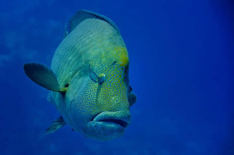 Gardaland SEA LIFE Aquarium: Open Date Entry Ticket - Food and Rest Stops: Covo del Capitano and Strategic Snacking