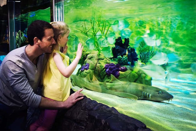 Gardaland SEA LIFE Aquarium: Open Date Entry Ticket - Timing the Day: How to Avoid the Long Queue