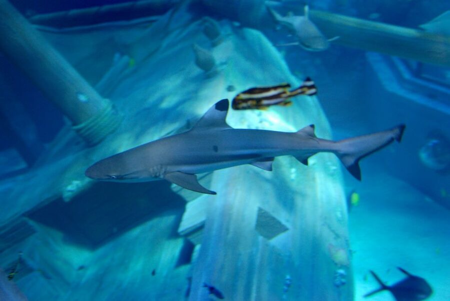 Gardaland SEA LIFE Aquarium: Open Date Entry Ticket - Getting There: Shuttle from Peschiera del Garda