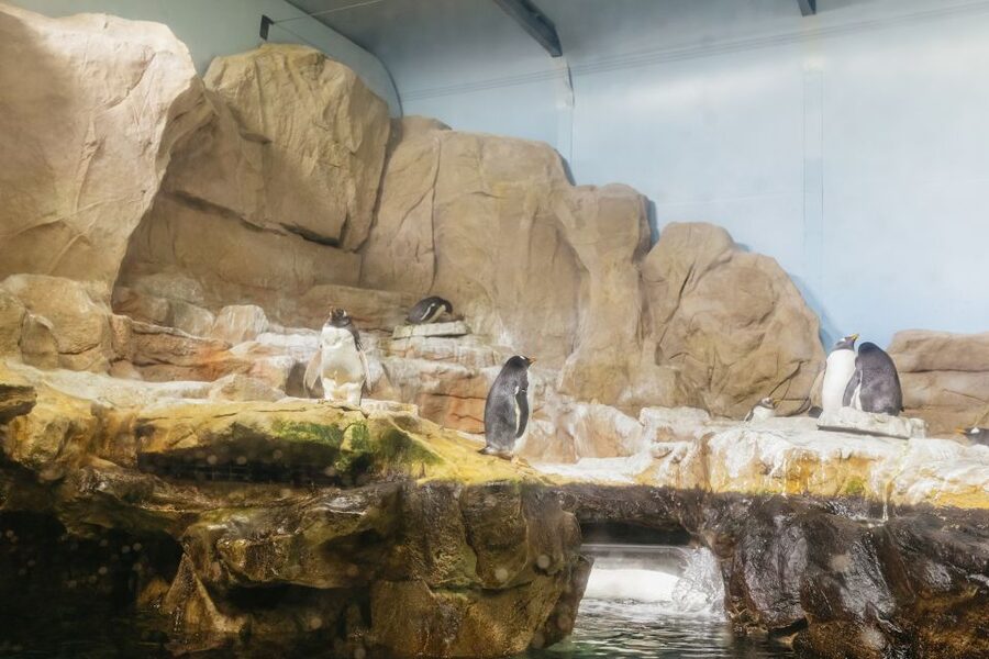 Genoa: Aquarium of Genoa Entry Ticket - Key highlights you can plan around